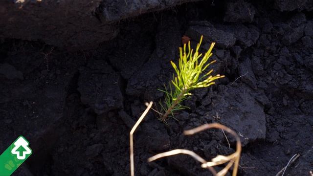 Акция посади лес - Курганская область, Звериноголовский район 2021 часть 2 смотреть онлайн