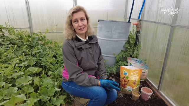 С осени готовим теплицу под томаты: дезинфекция и повышение плодородия земли. смотреть онлайн