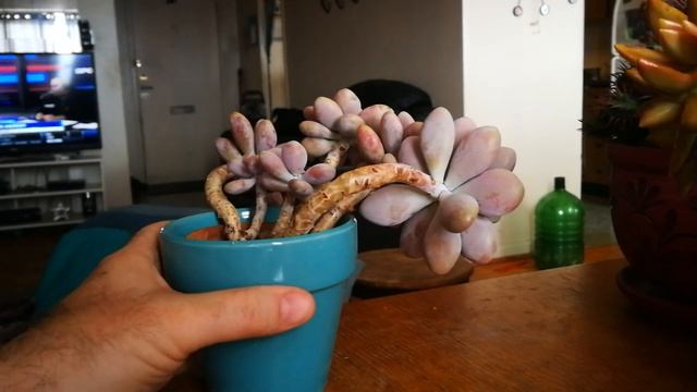 Pink Moonstone Pachyphytum Oviferum смотреть онлайн