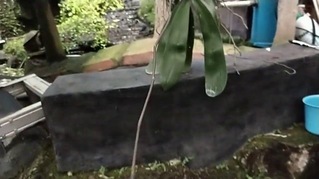 Phalaenopsis Sanderiana