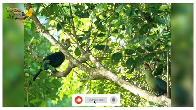 Fischer's turaco information in Urdu | Hindi | Fischer's Turaco food | فشر ٹوراکو смотреть онлайн