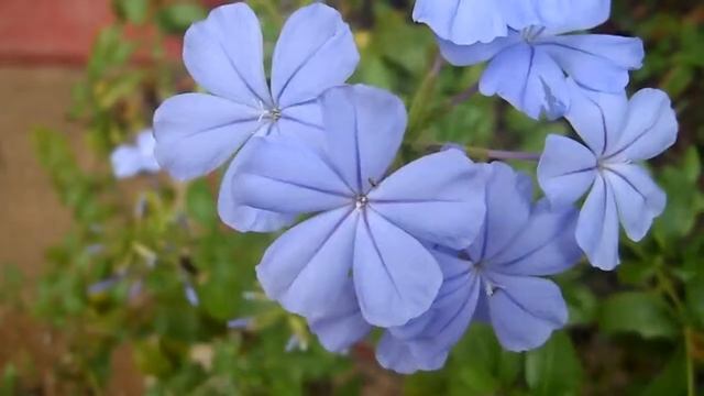 Samsung PL70 HD video sample смотреть онлайн
