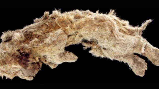 This Frozen Cave Lion Is So Well Preserved You Can Still See Its Whiskers смотреть онлайн