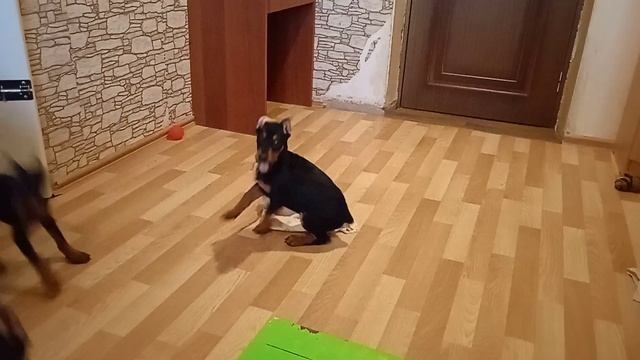 мы все тут. щенки немецкого пинчера смотреть онлайн