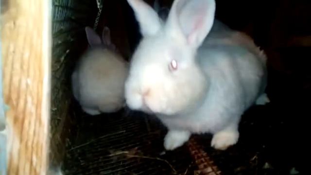 Наши кролики. Обзор клеток кормушек и поилок смотреть онлайн