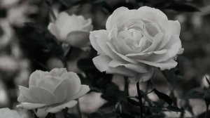 Симфония № 5 - Бетховен - Symphony No. 5 (by Beethoven)