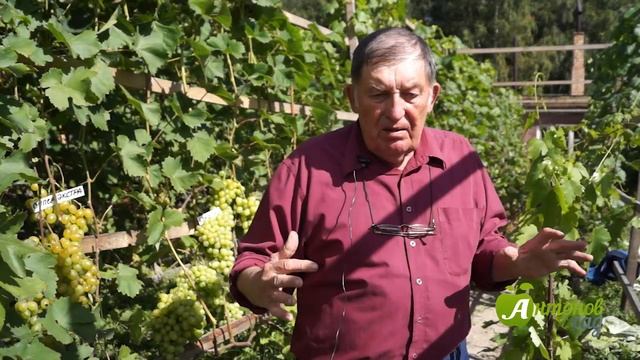 Укрытие винограда в Сибири. Рекомендации опытного виноградаря Анатолия Сидоровича смотреть онлайн