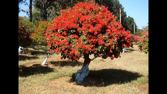 Bugambilias (Бугенвиль)
