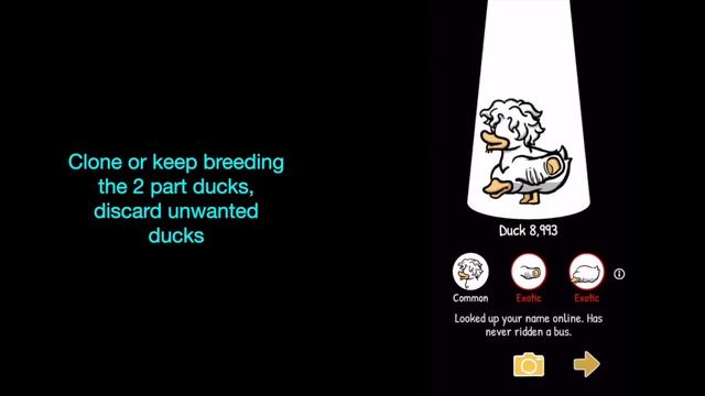 How To Breed Ducks - Clusterduck | Rosie Rayne