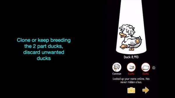 How to Breed Ducks - Clusterduck | Rosie Rayne