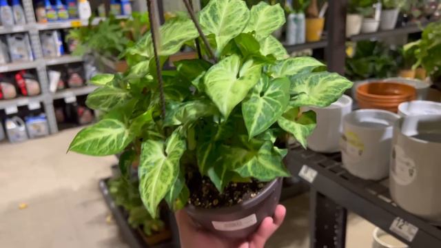 New Spider Plant?! 🪴 Brandi, Ficus Triangularis, N’Joy, Marble Queen, & More! Lowe’s Houseplants! смотреть онлайн