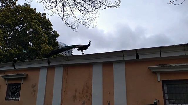 День 14: Дельфины от Мава. Дендрарий. И новое мидийное место с закатом) смотреть онлайн