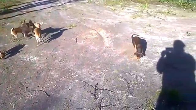 Дачное настроение смотреть онлайн