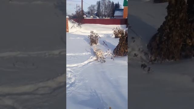 Бультерьер гуляет по свежевыпавшему снегу смотреть онлайн