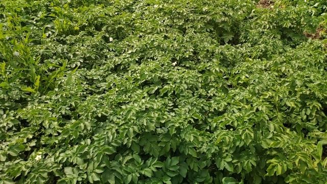 Защита картофеля от сорняков, Овощной Город Коломна смотреть онлайн