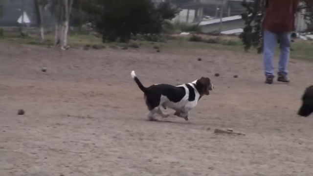 Secrets Of The Dog Park - Basset Hound смотреть онлайн