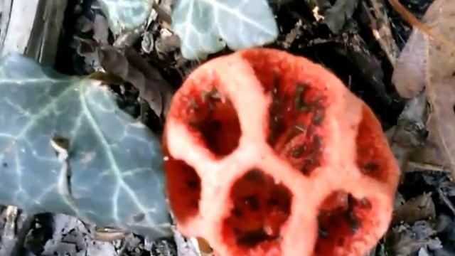 CLATHRUS RUBER (Fungo Lanterna) смотреть онлайн