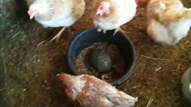 ОБЗОР КУРИНЫХ ВЛАДЕНИЙ и зимние заботы в деревне смотреть онлайн