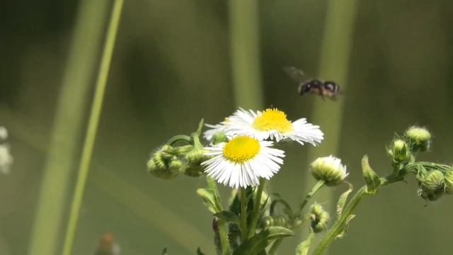 Слезы ангелов, Красота Цветов, Мира, Природы под музыку Эдгара Туниянца смотреть онлайн