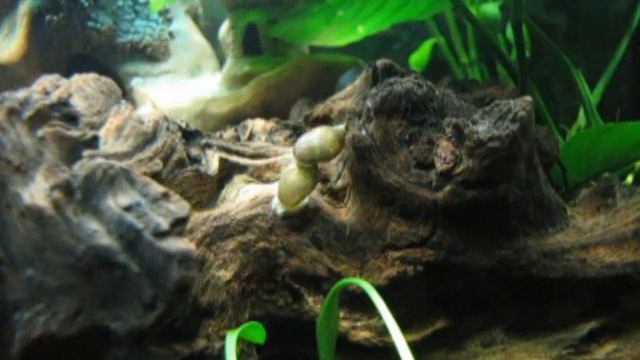 Wet & Wild (Dirty Snails Orgy in Fish Tank) смотреть онлайн