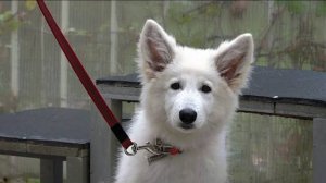 ДТ-88. Консультация с белой швейцарской овчаркой.