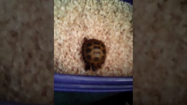 Как ухаживать за сухопутной черепахой. смотреть онлайн