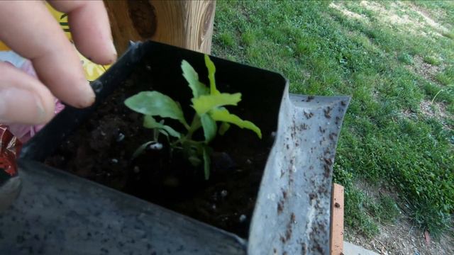 Planting in Unusual Repurposed Items #WeirdContainerGrowing22 смотреть онлайн