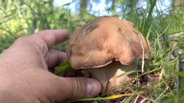 ГРИБНИК ВЫЛУПИЛ глаза глядя на музыкальный боровик ! Белый гриб ! смотреть онлайн