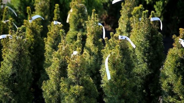 Садово-парковый центр «Сакура» в Братском смотреть онлайн