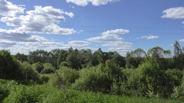Красивые виды. Лето. Июнь. Лес. Цветы смотреть онлайн