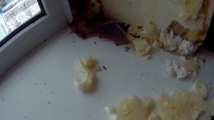 Неожиданная? находка в стенах дома..