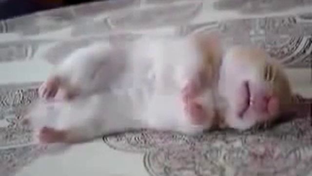 Прикол! Хомяк спит и в ус не дует! смотреть онлайн