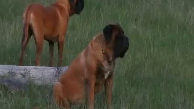 The Mastiff - Documentary смотреть онлайн