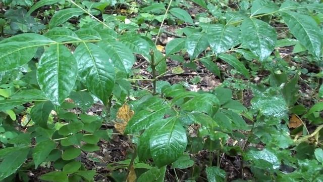 Збирав насіння медоносів, а знайшов кладку динозавра.