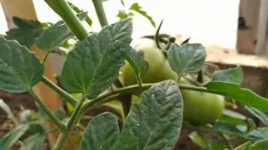 ТОМАТ МАХИТОС F1.Обзор.