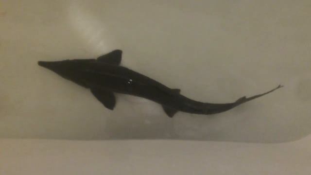 У меня в ванной живет осетрина