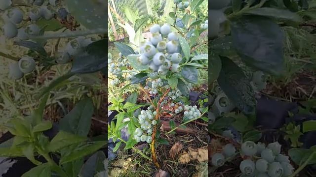 @Голубика Река смотреть онлайн