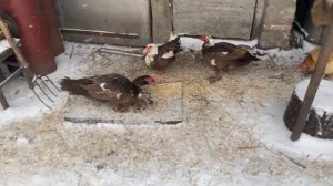 Сколько гусынь оставить на одного гусака // Сколько уточек на одного утака // Курей на одного петух