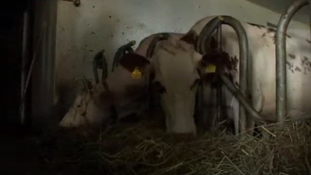 GLINZHOF - San Candido Agriturismo смотреть онлайн