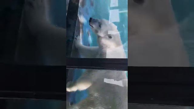 Белая медведица Снежинка в Сафаре-парке. Геленджик. Август 2019 года. смотреть онлайн