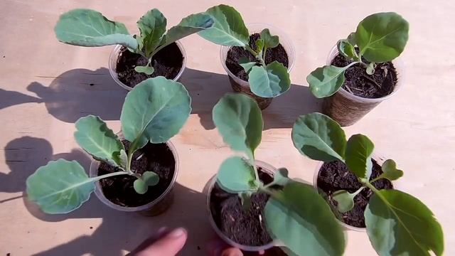 Тонкости выращивания капусты смотреть онлайн