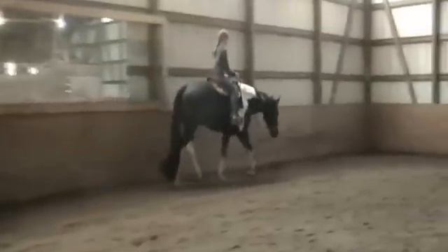 I'm Gonna Git R Done 2005 APHA Gelding- English SOLD смотреть онлайн