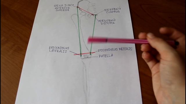 Область бедра (границы) смотреть онлайн