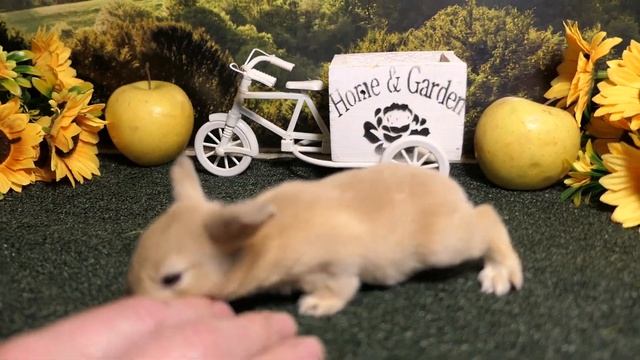 #продаю КАРЛИКОВЫЙ крольчонок ПЕРСИКОВОГО окраса . ЕСТЬ доставка по России. #декоративныекролики смотреть онлайн