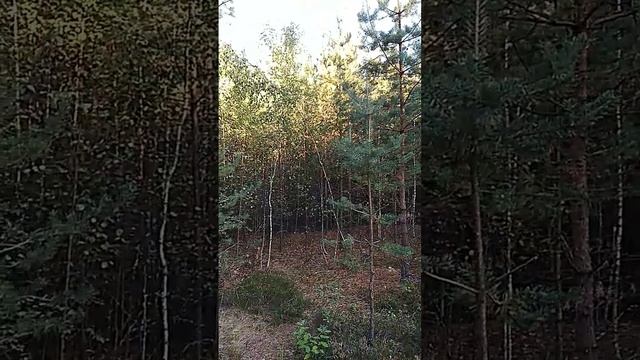 Молодые берёзки растут на месте пожара в лесу смотреть онлайн