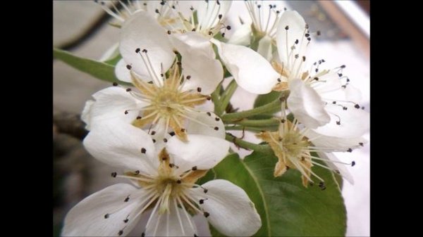 ''Rosa Gemma'' 13 petali (G51.....G63-2019)