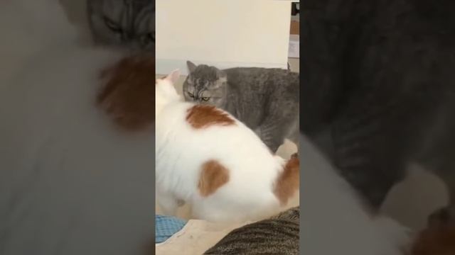 СМЕШНЫЕ ЖИВОТНЫЕ ❗? 10 МИНУТ СМЕХА / ЛУЧШИЕ ПРИКОЛЫ С КОТАМИ И СОБАКАМИ смотреть онлайн
