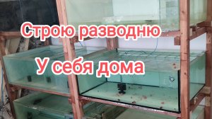 Обзор: домашняя аквариумная разводня - Разведение аквариумных рыбок в квартире
