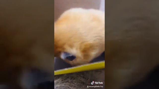 Хомяк танцует в душе моется смотреть онлайн