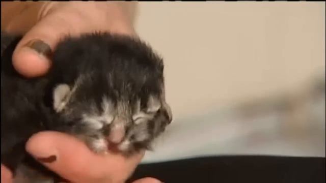 Gemini: The Kitten Born With Two Faces смотреть онлайн